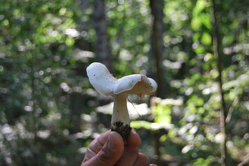 Closeup of white mushroom in the forest