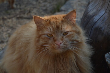 Portrait of  the ginger cat with golden eyes