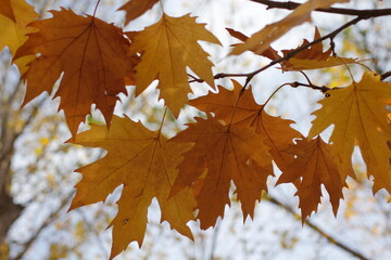 Otoño, vino y aceitunas