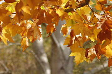 Otoño, vino y aceitunas