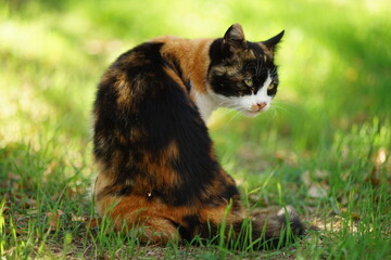 Naklejka na ściany i meble Tricolor kitty sitting in summer garden on the green grass.