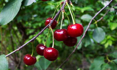 Cherry on a branch with leaves in summer.  Ripe cherries.  Cherry berries