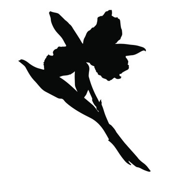 recommend clip art: Hand drawn black vector silhouette of orchid. Stock illustration of tropical plant.