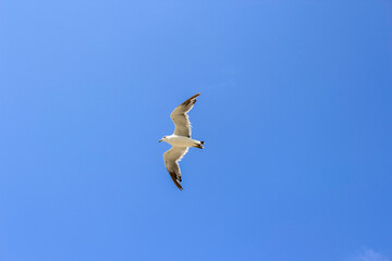 夏の青空を飛ぶカモメ