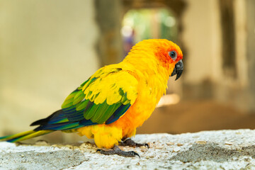 yellow and red parrot