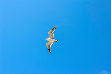 夏の青空を飛ぶカモメ