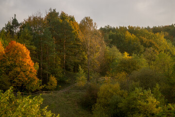 Fototapeta premium view of the colorful forest in autumn