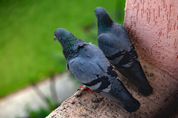 Dove Couple