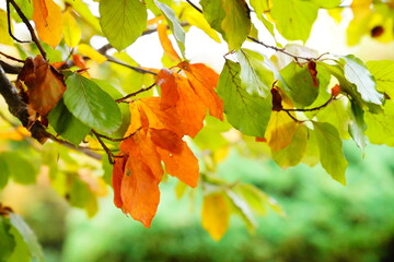 Das Natur verfärbt sich im Herbst und die Blätter leuchtet. Unschärfe Park mit hellem...