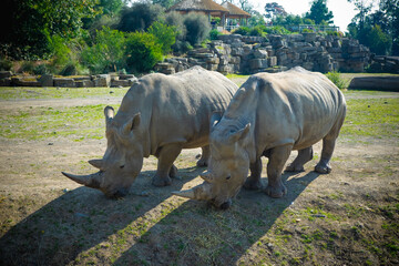 Fototapeta premium two white rhino eating