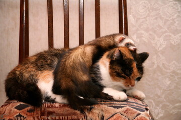 Beautiful domestic Ferret (Mustela putorius furo) and red cat