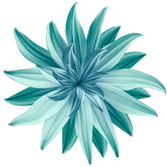turquoise  flower lotus on white  isolated background with clipping path.  Closeup.  no shadows. For design.  Nature.