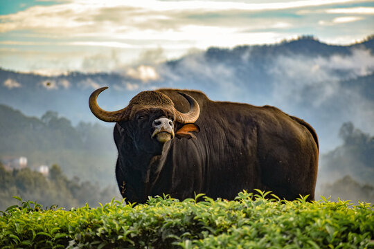 Adult Indian Gaur - Enjoying his evening surround by the mist from the heaven. The most common animal in Nilgiris and the popular animal which interacts with humans.