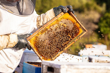 Bee keeper removing rack outside of hive. organic honey and beekeeping concept