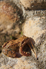 A frog, Slightly blurred in the sunlight, sits on the rocks.