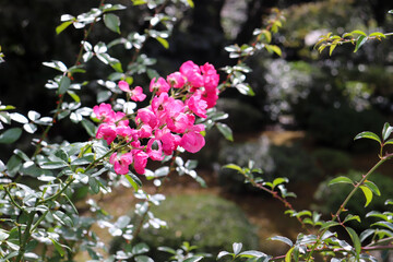 バラ 綺麗 薔薇 ローズ ピンク ガーデン