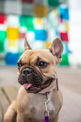 A photogenic dog of the world canine. loves to pose with his tongue outside. definitely a very classy pet.