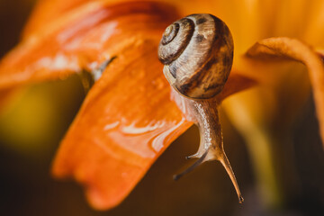 brown snail on a yellow flower bud against a background of brilliant bright bokeh. a closeup of a...