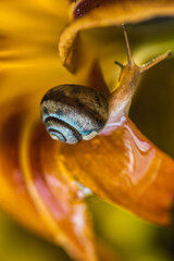 brown snail on a yellow flower bud against a background of brilliant bright bokeh. a closeup of a brown snail crawling over a yellow flower. brown snail on a background of shiny drops