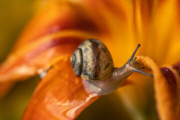 brown snail on a yellow flower bud against a background of brilliant bright bokeh. a closeup of a brown snail crawling over a yellow flower. brown snail on a background of shiny drops