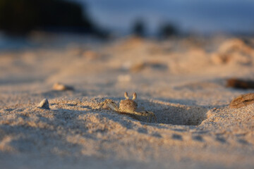 Good evening, kid crab!