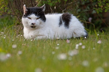 Katze im Gras