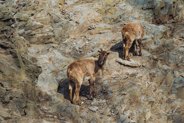 deer in the mountains