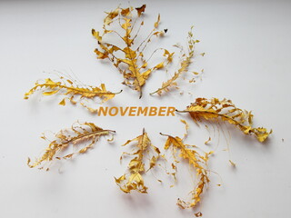 Skeletons of dry leaves with veins on a white background close-up with the inscription NOVEMBER, autumn concept