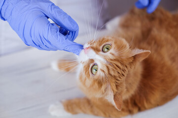 Cute ginger cat getting a pill from veterinarians hand in gloves and cat bites finger of vet