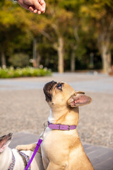 This puppy loves to steal looks. He loves dog biscuits and having his leash put on him to go for a...