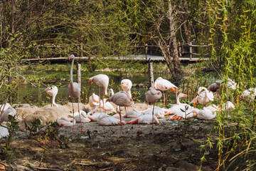 group of flamingos
