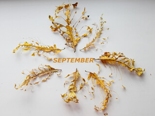 Skeletons of dry leaves with streaks on a white background close-up with the inscription SEPTEMBER, autumn concept