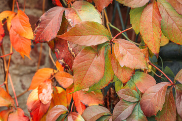 Group of autumn leaves. Fall, seasonal background