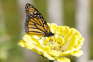 Late Season Monarch Butterfly on Colorful Flower Bloom