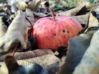 apples in autumn