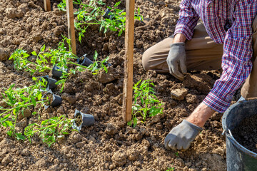 Spring planting, senior hand transplanting a tomato seedling