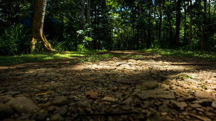 trail in the forest