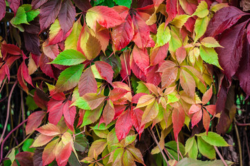 Bright multicolored autumn leaves of five-fingered ivy also known as wild grapes or Virginia creeper with green, red, purple, crimson colored leaves with rain drops. Natural background, copy space