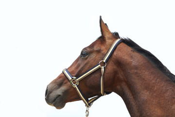 Thoroughbred stallion posing for cameras against white colored background