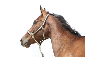 Obraz premium Thoroughbred stallion posing for cameras against white colored background