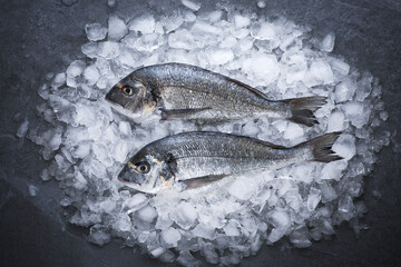 Gilt-head bream (dorade) on ice top view.