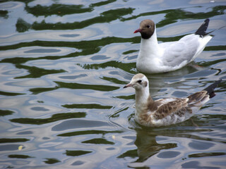 black-headed gulls on the water