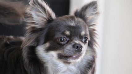 Chihuahua Portrait