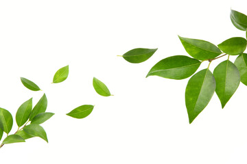 ネズミモチの葉