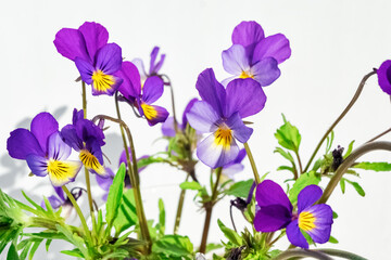 Bundle of purple pansy flowers on white