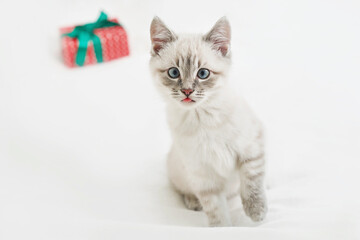 Christmas kitten with gifts. Merry christmas greeting card. New year gift for child. Winter holidays and vacations. Goods for pets, zoo clinic concept. Animal cat with christmas decor