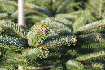 Tannenbaum