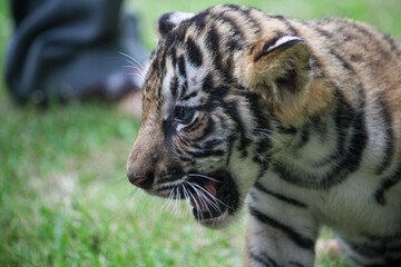 Cute young tiger cubs in the zoo.