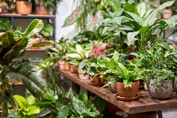 Fototapeta na wymiar Many different plants in flower pots in flowers store. Garden center and wholesale supplier concept. Green background. Lots of leaves.