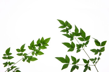 Obraz premium ナンテンの葉